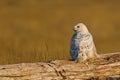 Snowy Owl (Bubo scandiacus).